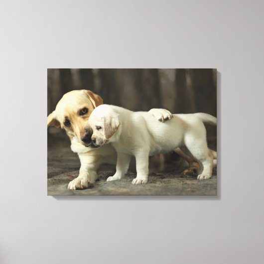 Toile Yellow Labrador Retriever (Recto)