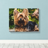 Toile Yorkie (Insitu (Plancher de Bois))