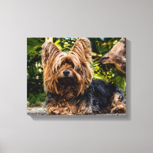 Toile Yorkie