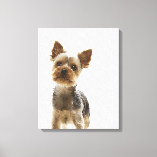 Toile Yorkshire Terrier 2 (Recto)