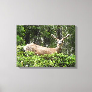 Toile Yosemite Deer Nature Photographie
