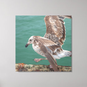 Toile Young Gull
