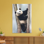Toile Young Panda climbing a tree, Chine (Insitu(Salon))