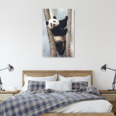 Toile Young Panda climbing a tree, Chine (Insitu(Chambre))