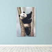 Toile Young Panda climbing a tree, Chine (Insitu (Plancher de Bois))