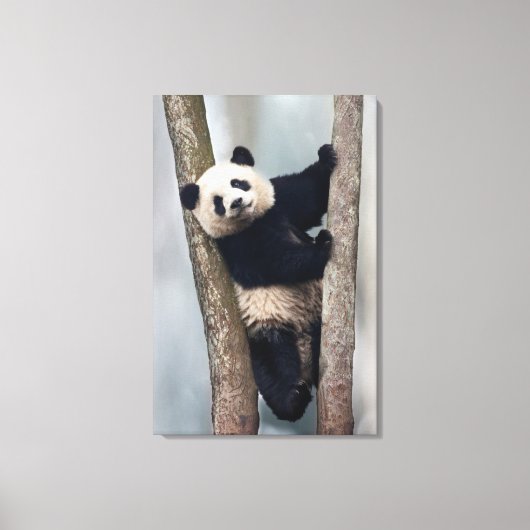Toile Young Panda climbing a tree, Chine (Recto)