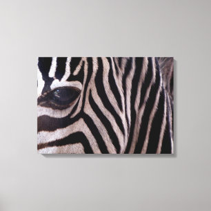Toile Zebra Art