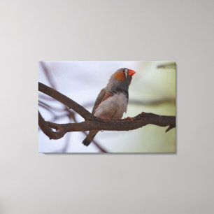 Toile Zebra-finch