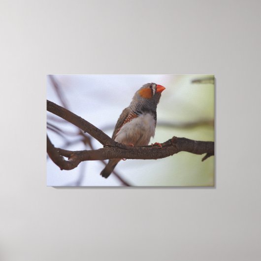 Toile Zebra-finch (Recto)