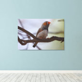 Toile Zebra-finch (Insitu (Plancher de Bois))