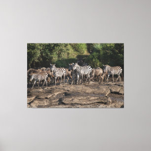 Toile Zebra Herd Natural African Setting Metal Print