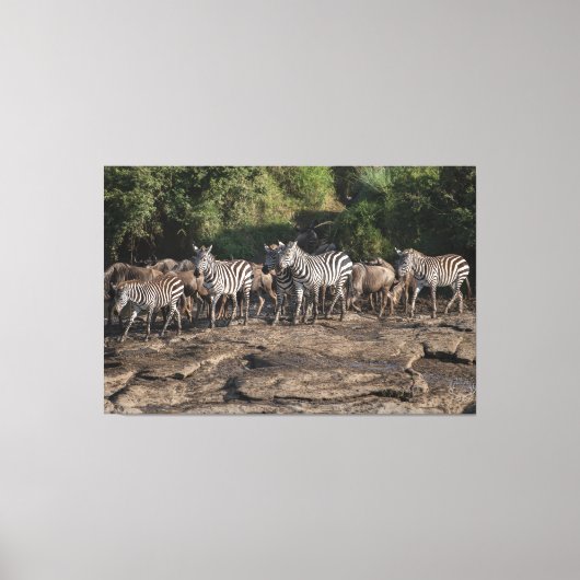 Toile Zebra Herd Natural African Setting Metal Print (Recto)