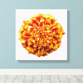 Toile Zinnia (Insitu (Plancher de Bois))