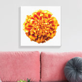 Toile Zinnia (Insitu(Salon))
