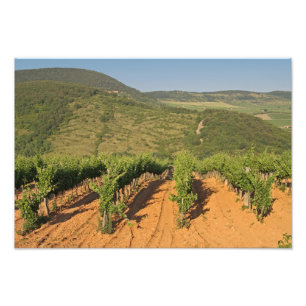 Tokaj wijngaarden, Hongarije Foto Afdruk