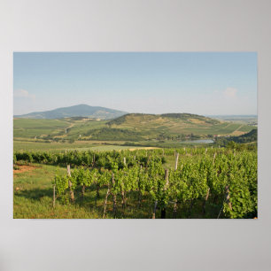 Tokaj wijngaarden, Hongarije Poster