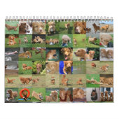 Toller Calendar Kalender (Hoes)