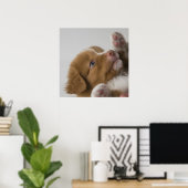 Toller Puppy Poster