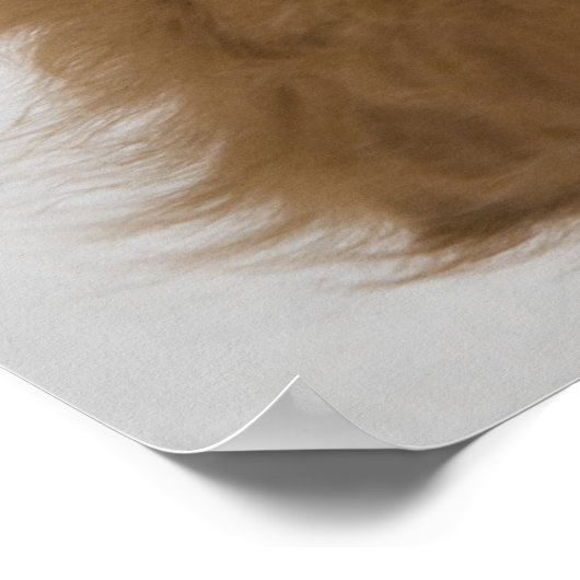 Toller Puppy Poster (Hoek)