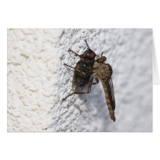 Tolmerus atricapillus (Voorkant Horizontaal)