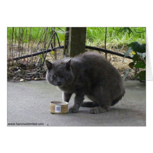 Tom Chat sans abri