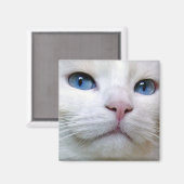 Tom Magnet (Recto/Verso)