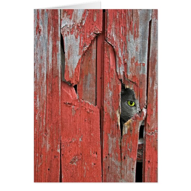 Tom piepen (Voorkant)