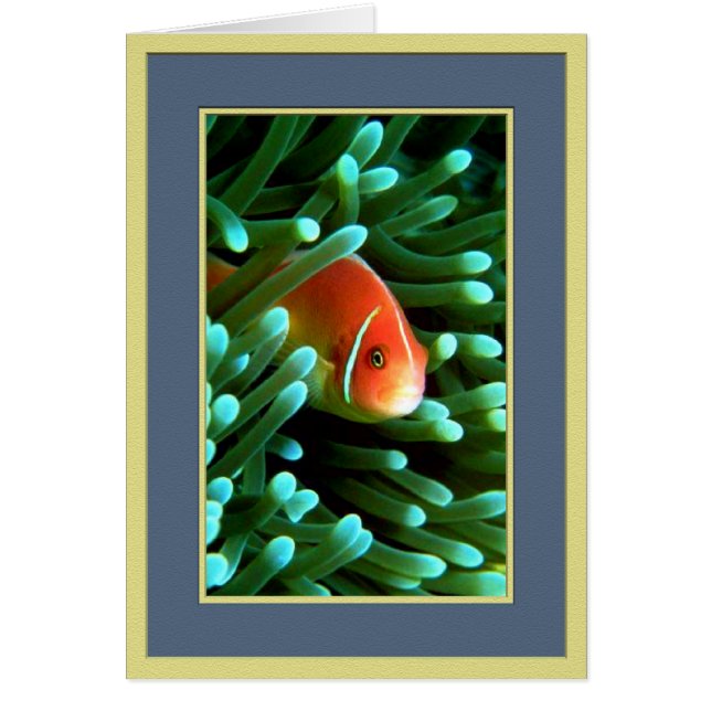 Tom piepen (Voorkant)