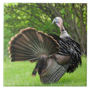 Tom Turkey Feather Display Tegeltje