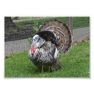 Tom Turkey Foto Afdruk