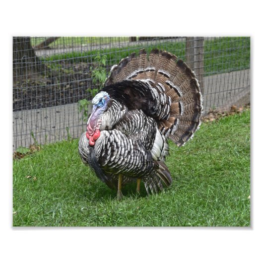 Tom Turkey Foto Afdruk (Voorkant)