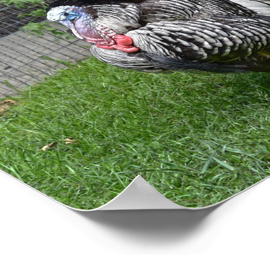 Tom Turkey Poster (Hoek)