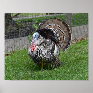 Tom Turkey Poster