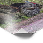 Tom Turkey Strutting its Stuff Print Foto Afdruk (Hoek)