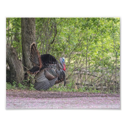 Tom Turkey Strutting its Stuff Print Foto Afdruk (Voorkant)