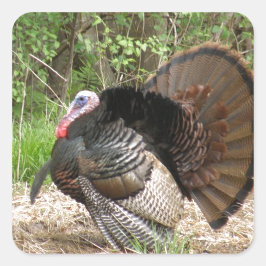 Tom Turkey Vierkante Sticker (Voorkant)