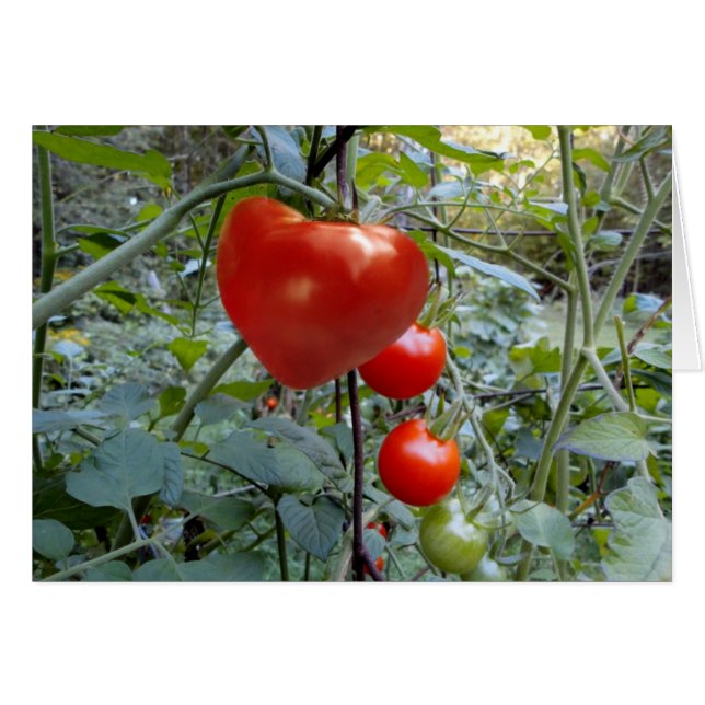 Tomate en forme de coeur aucun message (Devant horizontal)