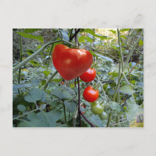 Tomate été dans le New Hampshire carte postale