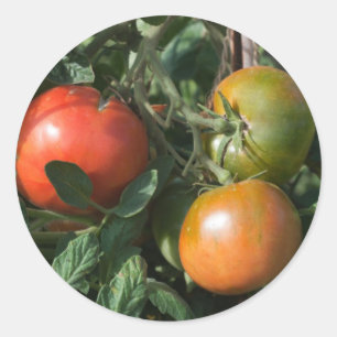 Tomatelabel Ronde Sticker