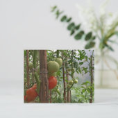 Tomaten Briefkaart (Staand voorkant)