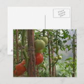Tomaten Briefkaart (Voorkant / Achterkant)