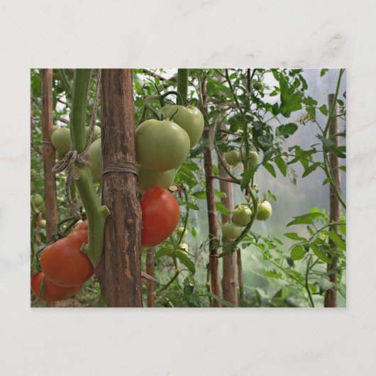 Tomaten Briefkaart (Voorkant)