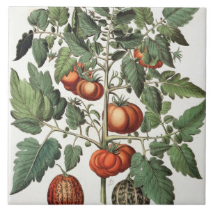 Tomaten en meloenen: 1.Poma amoris fructu luteo; 2 Tegeltje