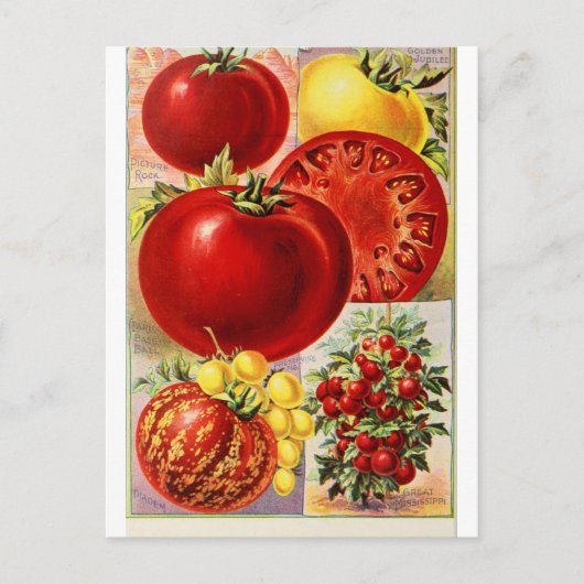 Tomatengroenten botanisch  Briefkaart (Voorkant)
