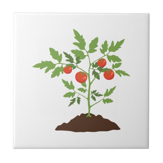 TomatenPlant Tegeltje (Voorkant)