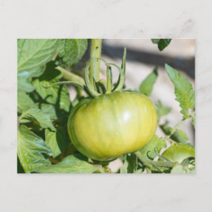 Tomatenrijping in een boomgaard briefkaart
