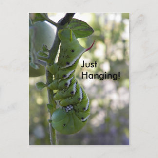 tomatenworm/Caterdepijler Briefkaart