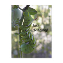 tomatenworm/Caterdepijler