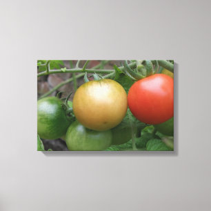 Tomates au feu tricolore Impression sur toile