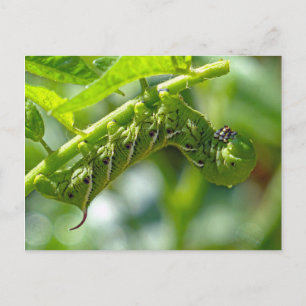 Tomato Hornworm Briefkaart